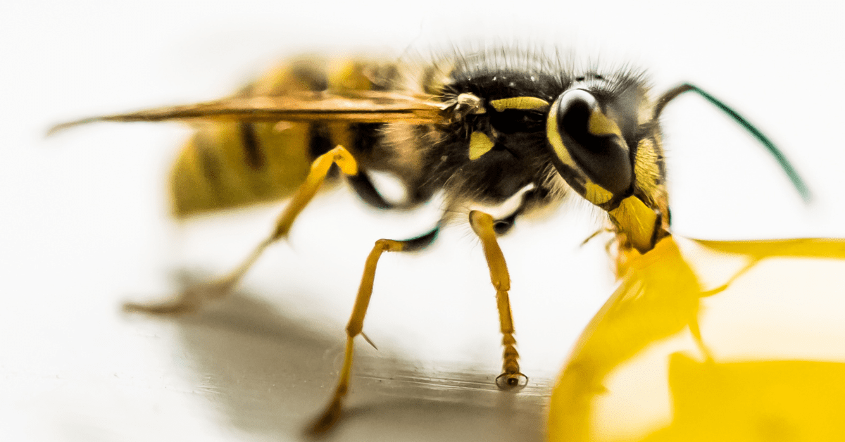 Yellow Jackets Control Services DANCAN Pest Control